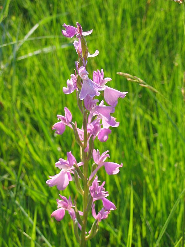 Orchis palustris